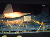 駿河湾深海生物博物館