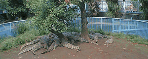 crocodile