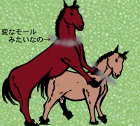 馬の交尾剥製