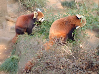 野毛山動物園 /