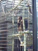 野毛山動物園