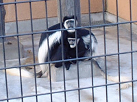 野毛山動物園