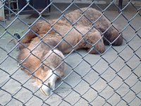 野毛山動物園