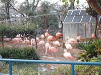 野毛山動物園