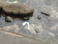 駿河湾深海生物博物館