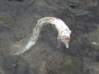 駿河湾深海生物博物館